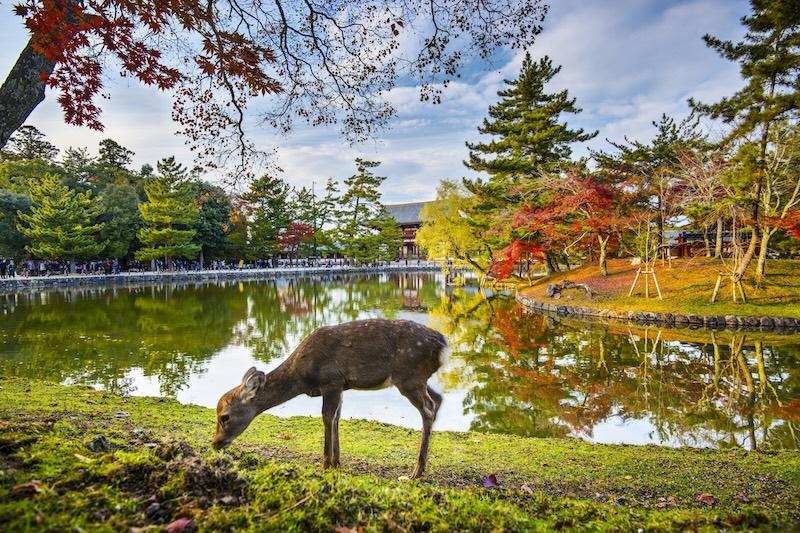 TOUR TẾT NHẬT BẢN: CUNG ĐƯỜNG VÀNG OSAKA - KYOTO - NÚI PHÚ SĨ - TOKYO