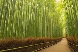 TOUR TẾT NHẬT BẢN: CUNG ĐƯỜNG VÀNG OSAKA - KYOTO - NÚI PHÚ SĨ - TOKYO