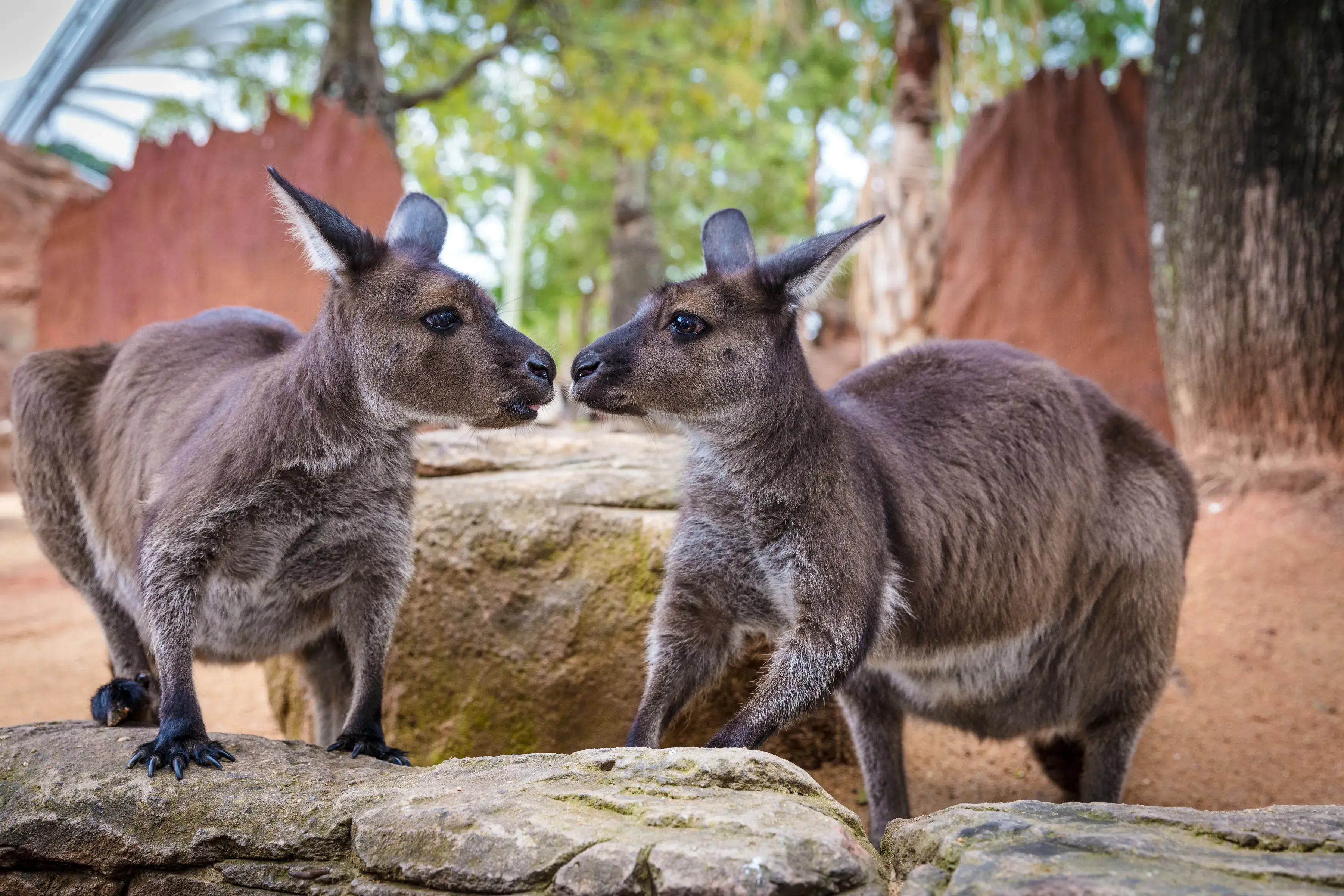 kangaroo-hero-image-1-1.webp