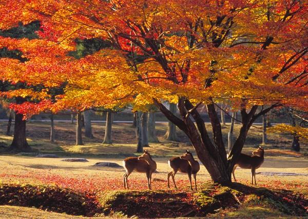 TOUR TẾT NHẬT BẢN: CUNG ĐƯỜNG VÀNG OSAKA - KYOTO - NÚI PHÚ SĨ - TOKYO