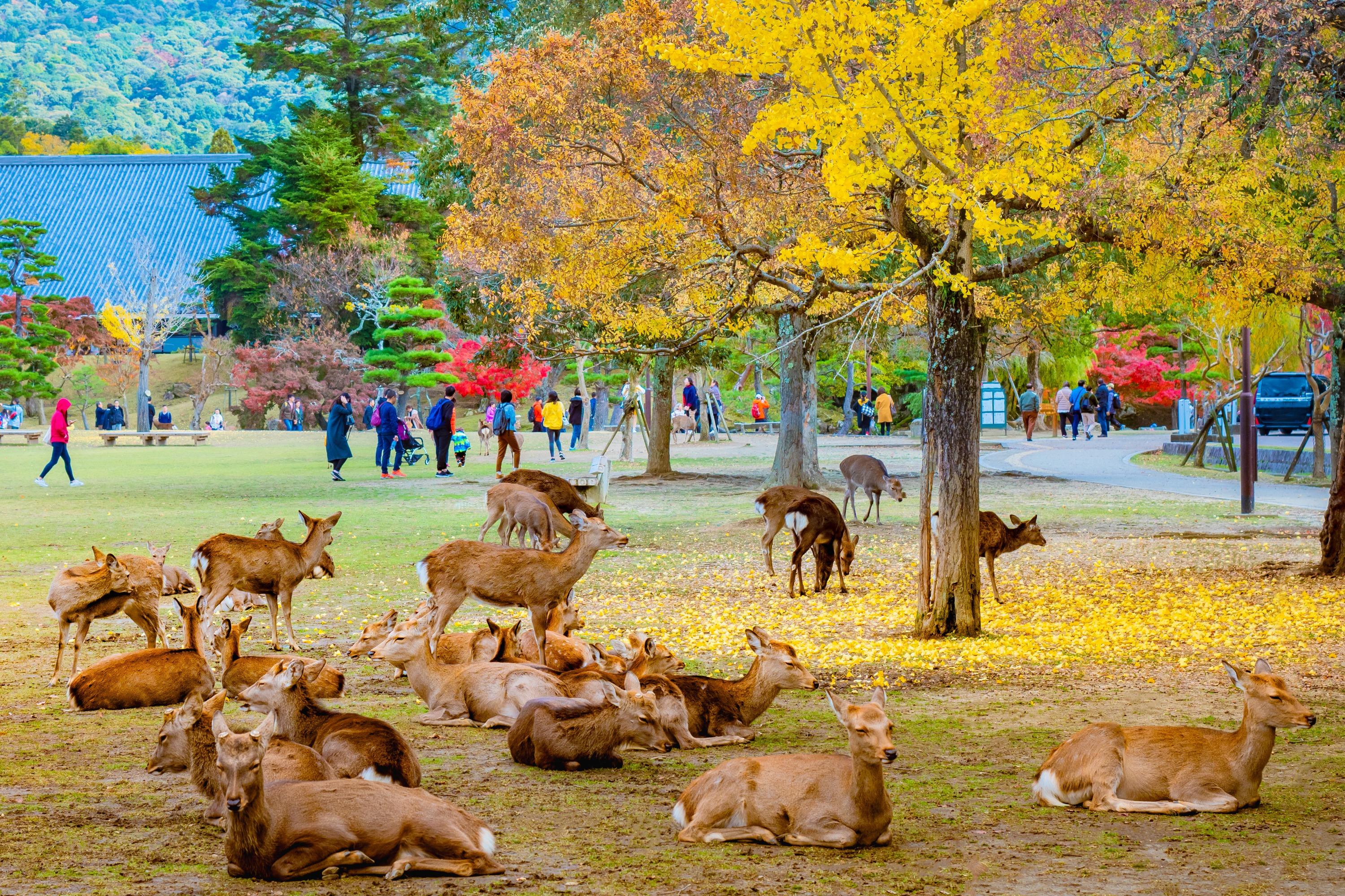 nara-park-nara-japan-adobestock-345328560-uzunfo.jpg