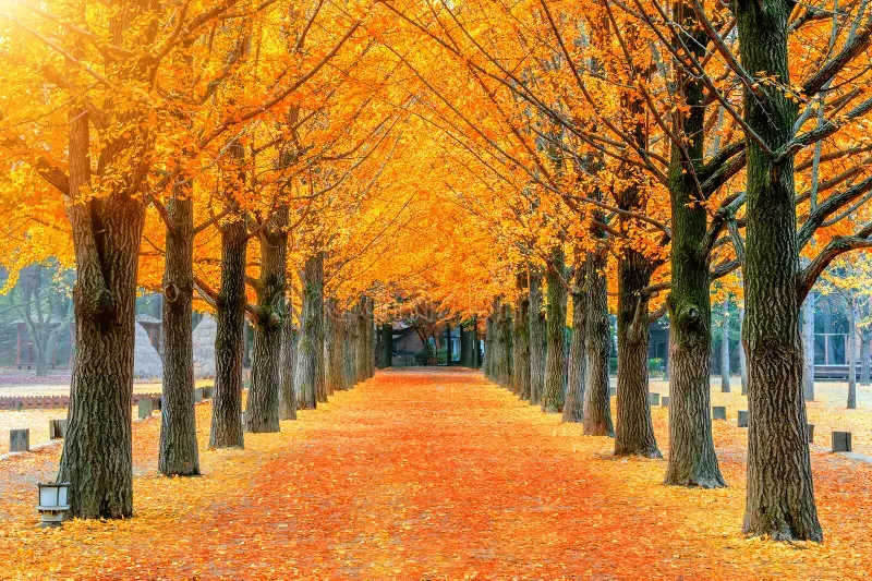 row-yellow-ginkgo-tree-nami-island-korea-80723030jpg.webp