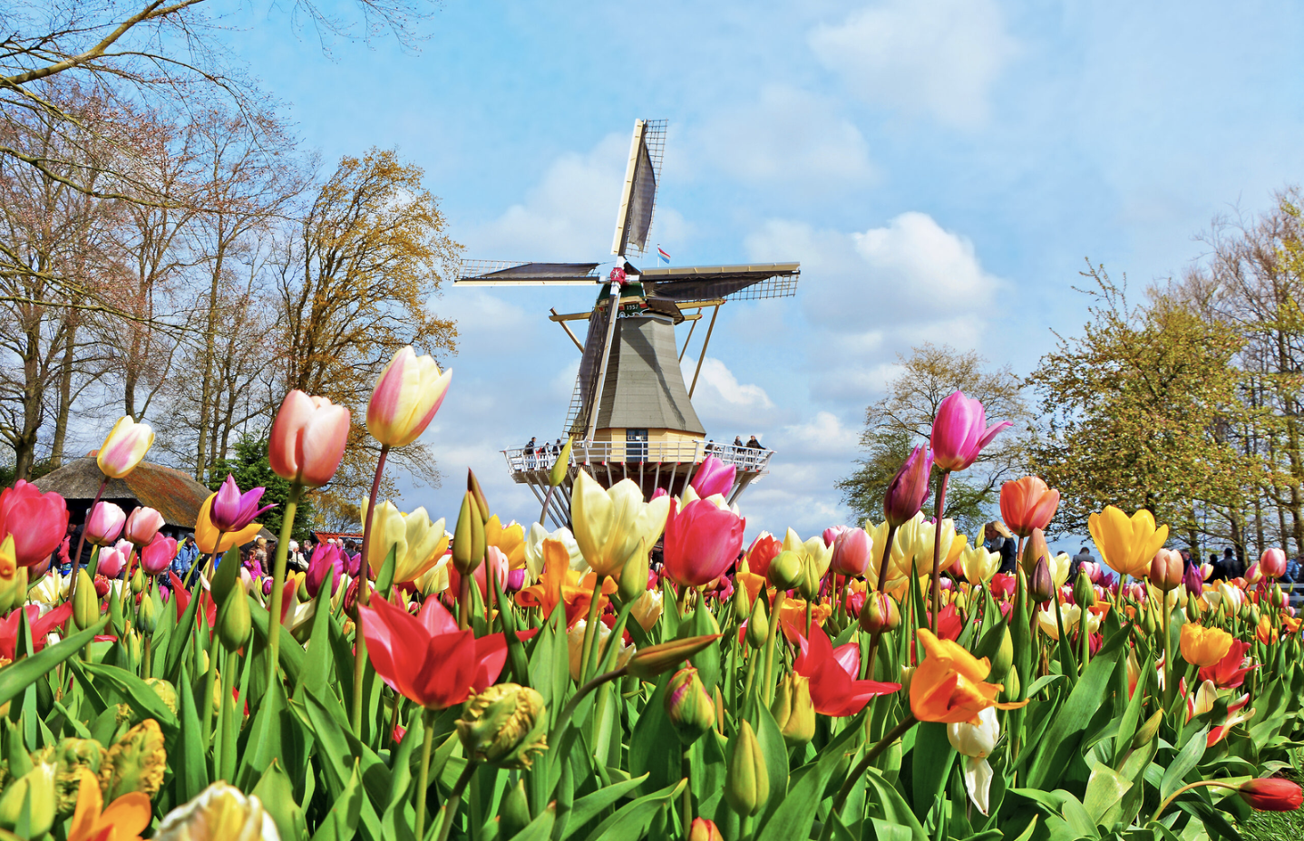 Lễ hội hoa tulip Keukenhof 2026 - Thiên đường Tulip rực rỡ tại Hà Lan